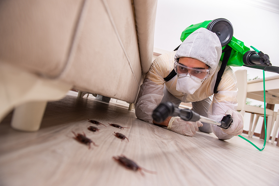 pest-removal-adelaide