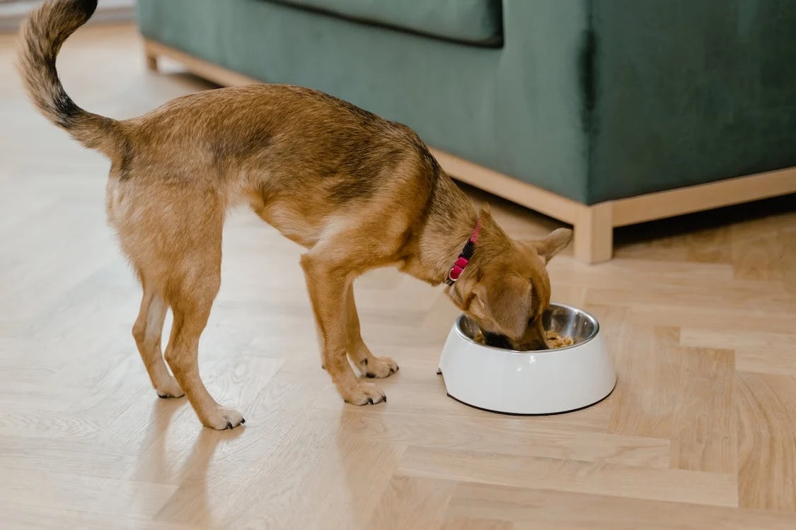 healthy-dog-food-toppers
